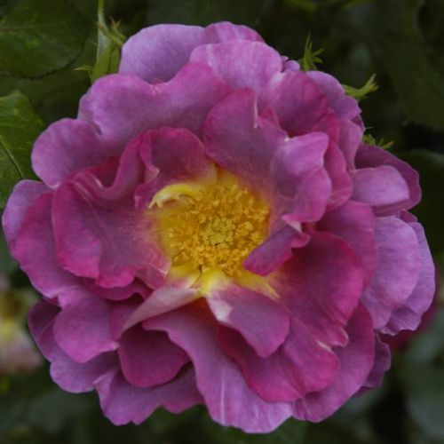 E-commerce, vendita, rose, in, vaso rose floribunde - rosa - Rosa Blauwestad™ - rosa intensamente profumata - Interplant - ,-